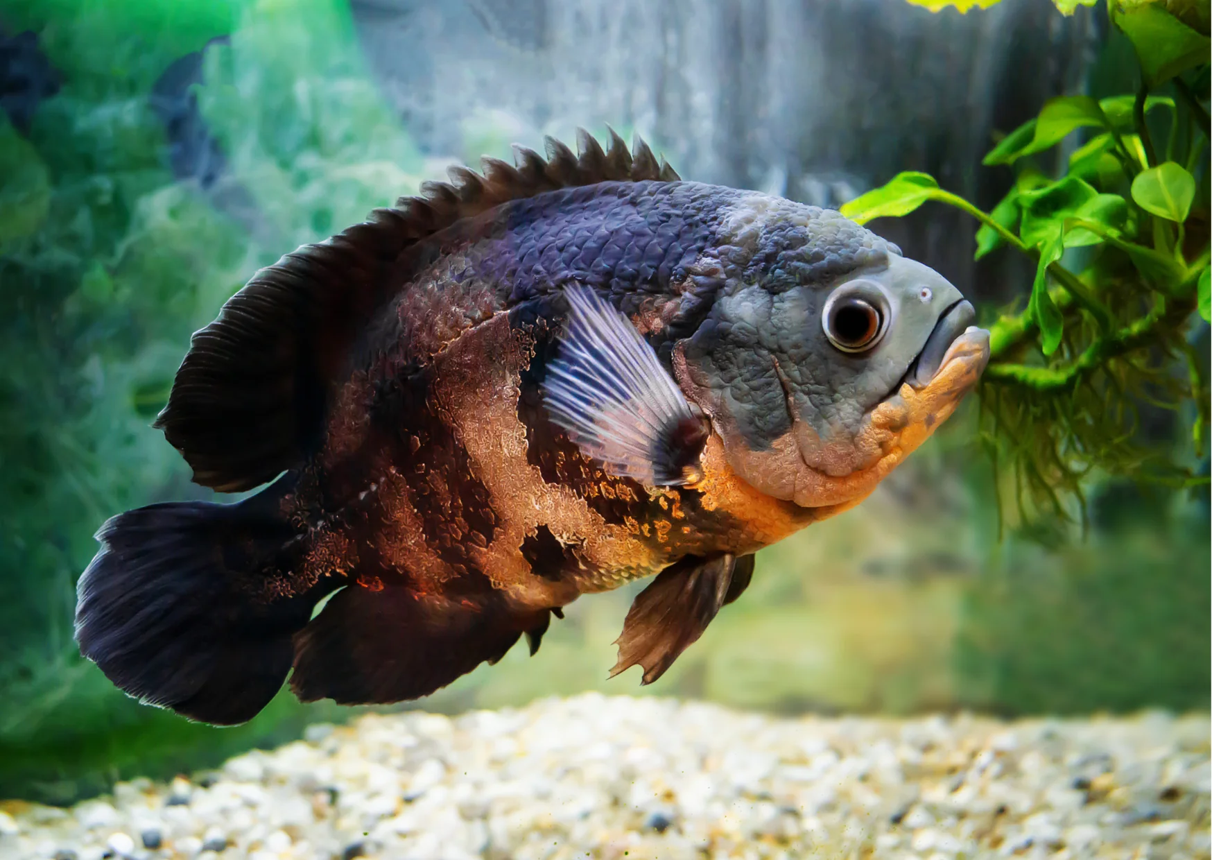 Oscar Cichlid